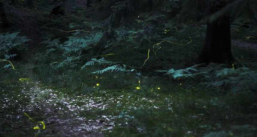 Synchronous fireflies video